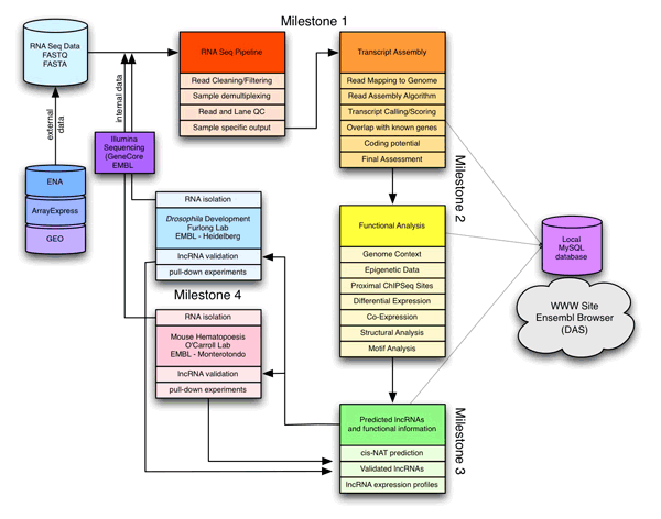 Bioinformatics Pipeline for de novo lncRNA discovery in D. melanogaster