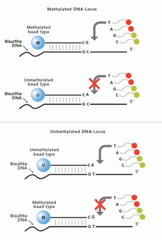 infinium_methylation_lg.gif