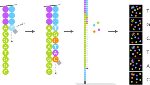 sbs sequencing