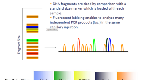 Fragment analysis overview