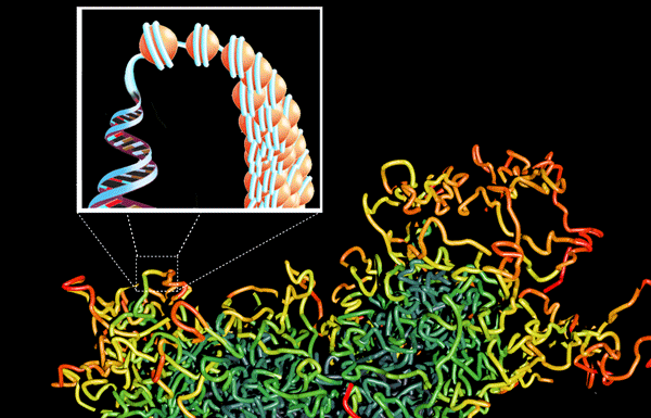 Epigenetics at CGS involves EPIC, DNA methylation arrays, histone methylation and modifications and ATAC Seq for open chromatin detection.
