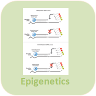 Epigenetics.png